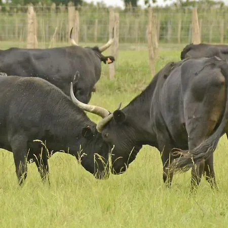 Mas De Cerier بيت للعطل سان جيل