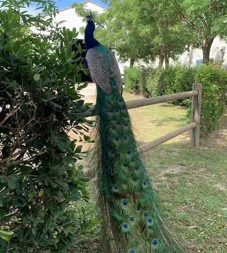 Mas De Cerier * Saint-Gilles (Gard)